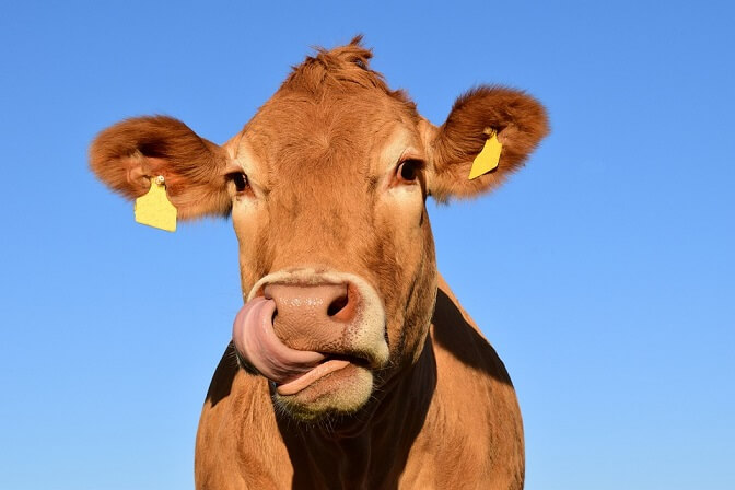 Verzorg het welzijn van je vee met een vloeistof doseersysteem